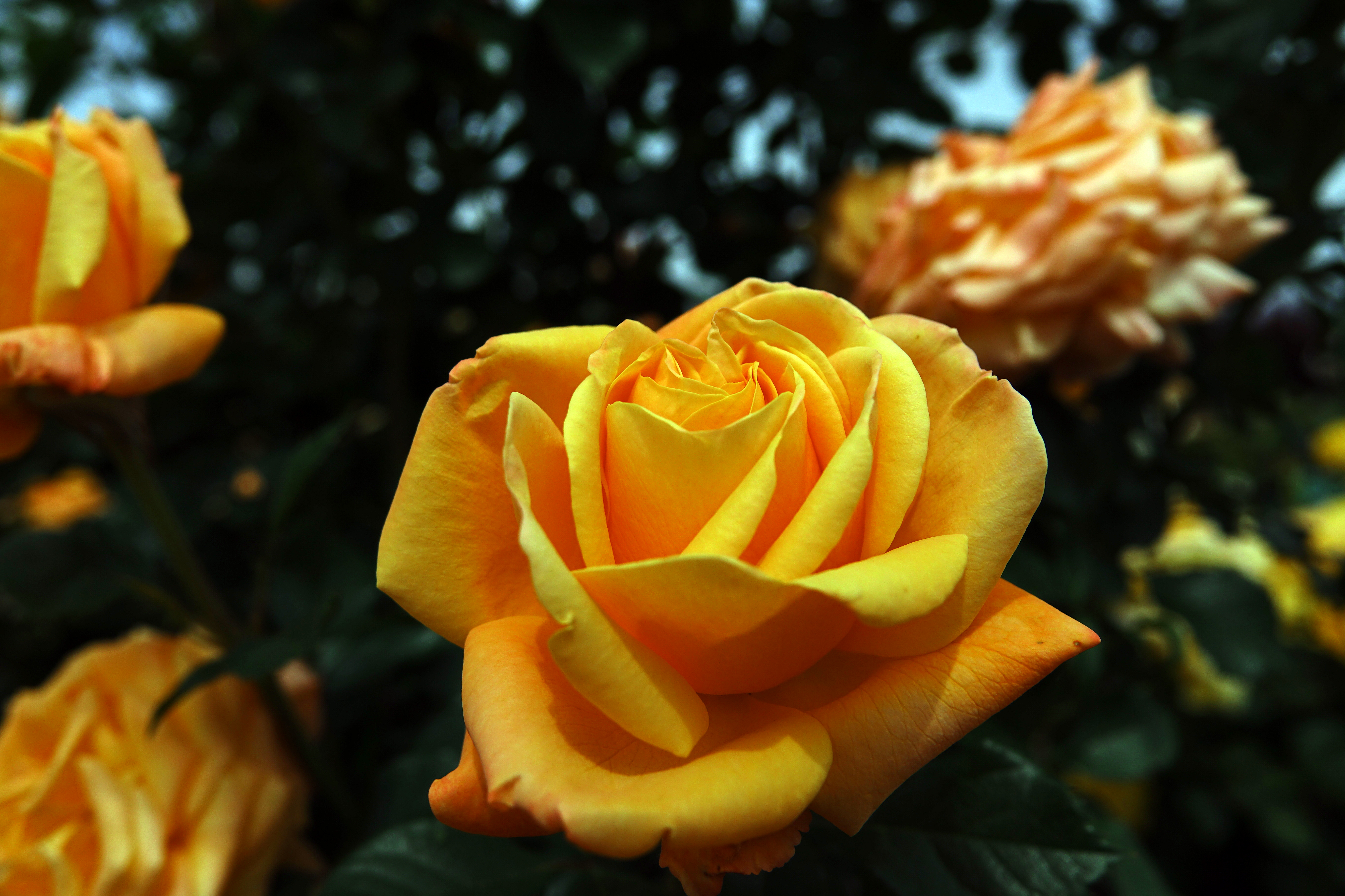 ©SUNFLOR - Primavera